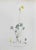 Vincenzo Tenore, Oxalis Cernua, Lithograph, 1870s For Sale