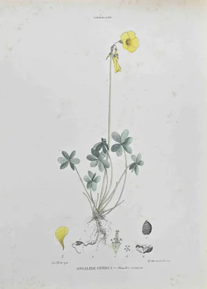 Vincenzo Tenore, Oxalis Cernua, Lithograph, 1870s