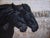 Shadows by Andrada Trapnell | Mixed media on canvas Two black horses against a textured background For Sale