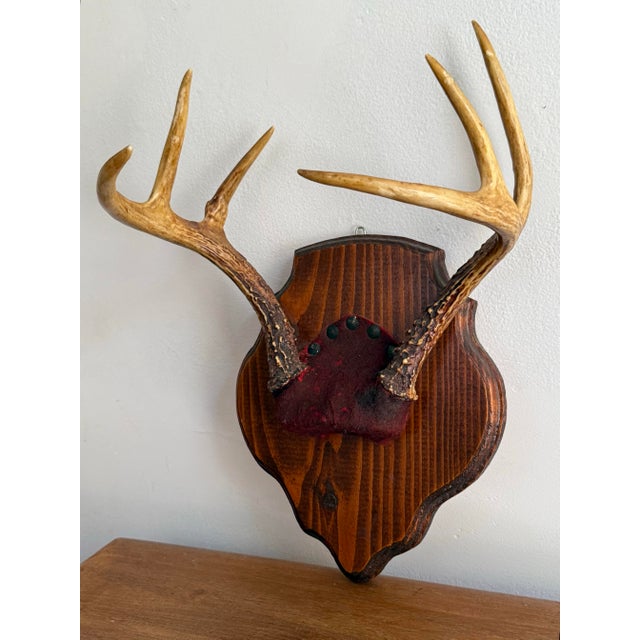 Wood Vintage Mounted 6 Point Deer Antlers For Sale - Image 7 of 7
