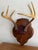 Wood Vintage Mounted 6 Point Deer Antlers For Sale - Image 7 of 7