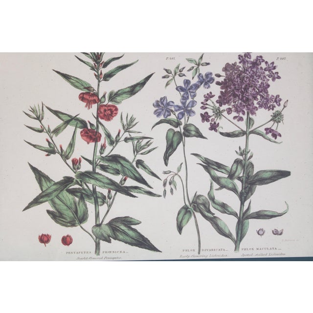Vintage Botanical Print Tray With Handles For Sale - Image 9 of 12