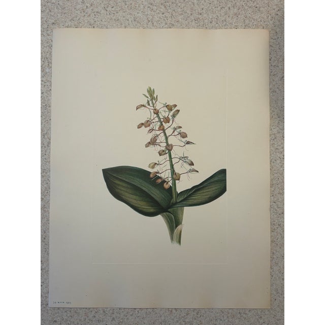 Realism Lovely 19th C. Botanical Color Print on Paper With Genus Biography - Lily Twayblade - Set of 2 For Sale - Image 3 of 6