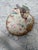 Shabby Chic Natural Handcrafted Shell Trinket Tray For Sale - Image 3 of 7
