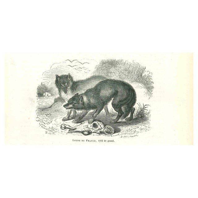 Paul Gervais, The Wolves, Lithograph, 1854 For Sale