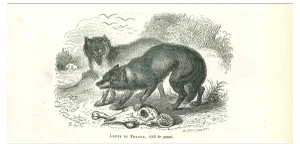 Paul Gervais, The Wolves, Lithograph, 1854