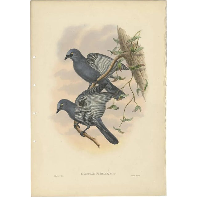 J. Gould, Bird Illustration of the Yellow-Eyed Cuckooshrike, 1875, Print For Sale