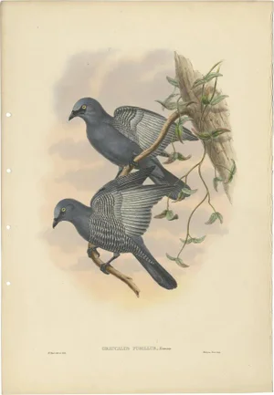 J. Gould, Bird Illustration of the Yellow-Eyed Cuckooshrike, 1875, Print
