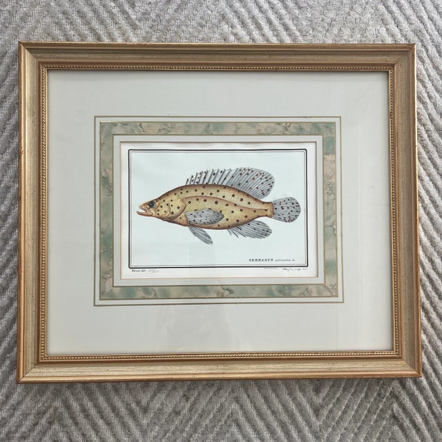 Italian Vintage Italian Hand Colored Limited Edition Engraving of Tropical Fish For Sale - Image 3 of 7