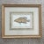 Italian Vintage Italian Hand Colored Limited Edition Engraving of Tropical Fish For Sale - Image 3 of 7