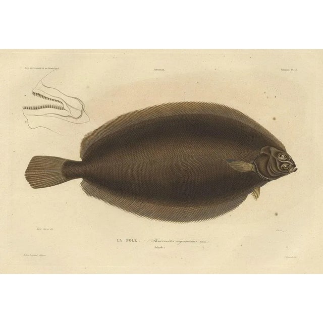 Witch Flounder, 1842, Paper For Sale - Image 3 of 5