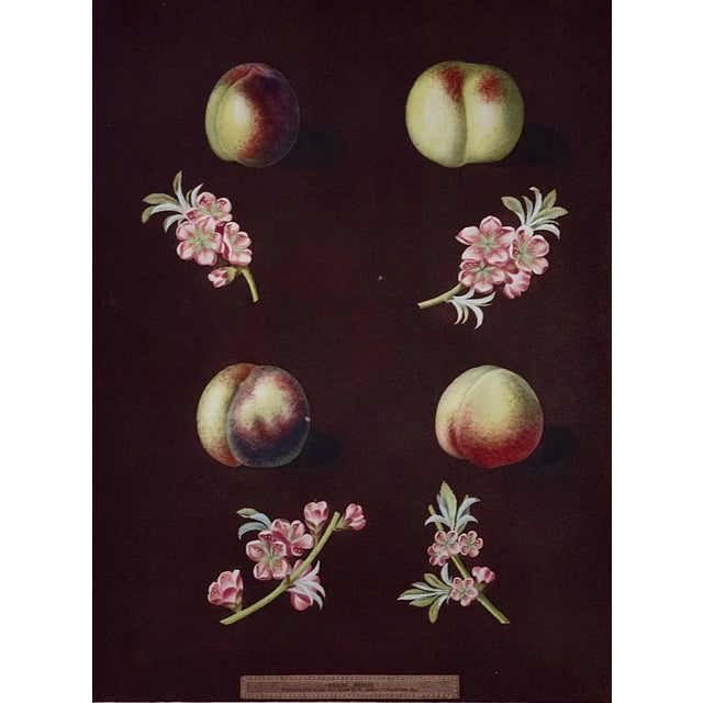 George Brookshaw's (1751-1823) beautiful "Peaches, Nectarines" hand colored aquatint engraving, plate 38 from his "Pomona...