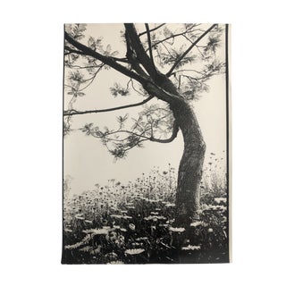 Daisies and Pine Tree Black and White Large Photo by Garo For Sale