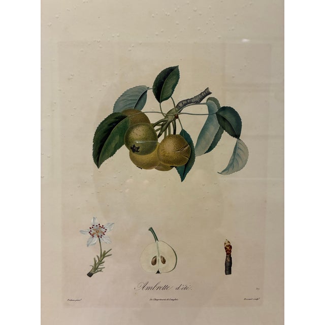 A beautifully detailed French botanical fruit illustration titled *Ambrette d’Été*, depicting a delicate branch bearing...