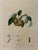 A beautifully detailed French botanical fruit illustration titled *Ambrette d’Été*, depicting a delicate branch bearing...