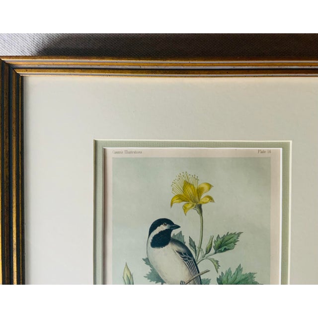 Antique Hand-Colored Lithograph, "The Northern Chickadee"C. 1853 For Sale - Image 11 of 11