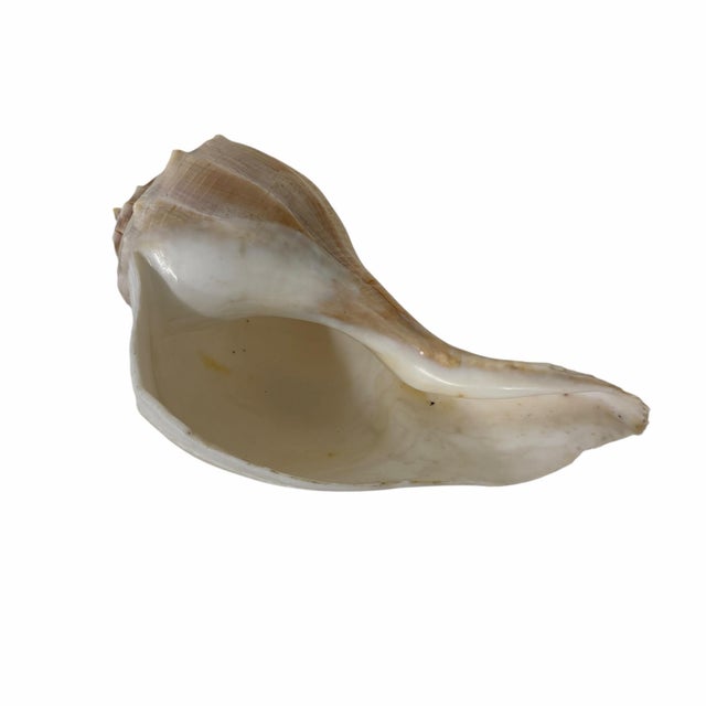 Vintage Large Lightning Welk Shell For Sale - Image 6 of 8