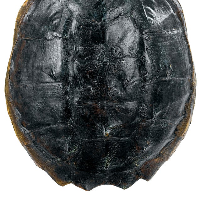 Traditional Regina Andrew Turtle Shell Accessory in Natural For Sale - Image 3 of 5