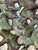 Green Large Japanese Contemporary Stoneware Glazed Plate by Satoru Hoshino For Sale - Image 8 of 15
