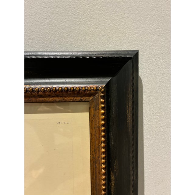 English Vintage Yellow Swallowtail Butterfly Botanical Print in Black & Gold Wood Frame For Sale - Image 3 of 4