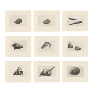 Antique Sea Shell Set of 9 - 11" X 14" Reproduction For Sale