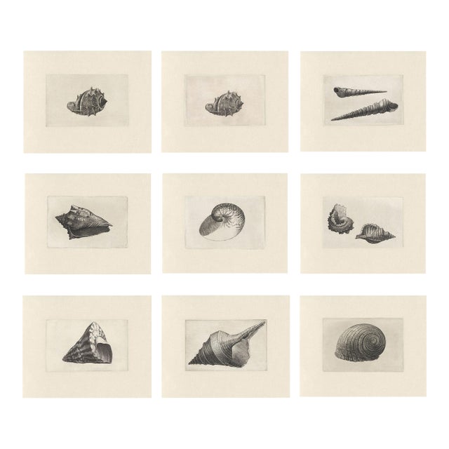 Antique Sea Shell Set of 9 - 11" X 14" Reproduction For Sale