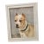 1990s Staffordshire Terrier Dog Oil Painting For Sale