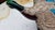 Wooden Carved Duck, Large, 1980s For Sale - Image 3 of 12