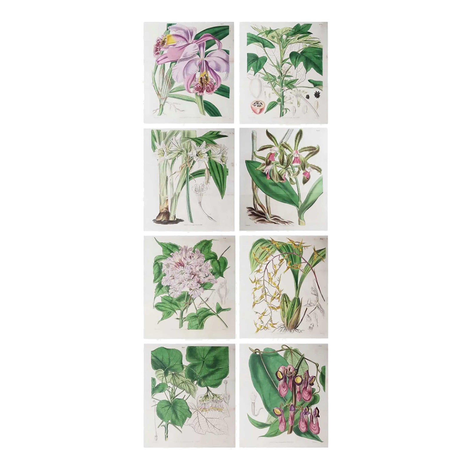 William Fitch, Botanical Prints Curtis. 1838, Paper | Chairish