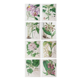William Fitch, Botanical Prints Curtis. 1838, Paper For Sale