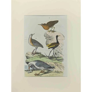 Johann Friedrich Naumann, Gull, Etching, 1840 For Sale