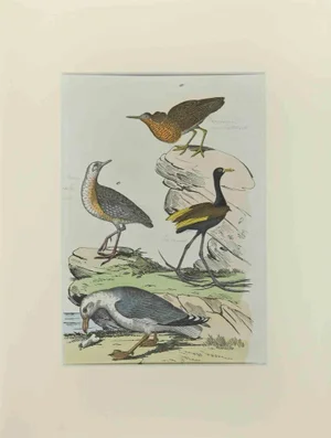 Johann Friedrich Naumann, Gull, Etching, 1840