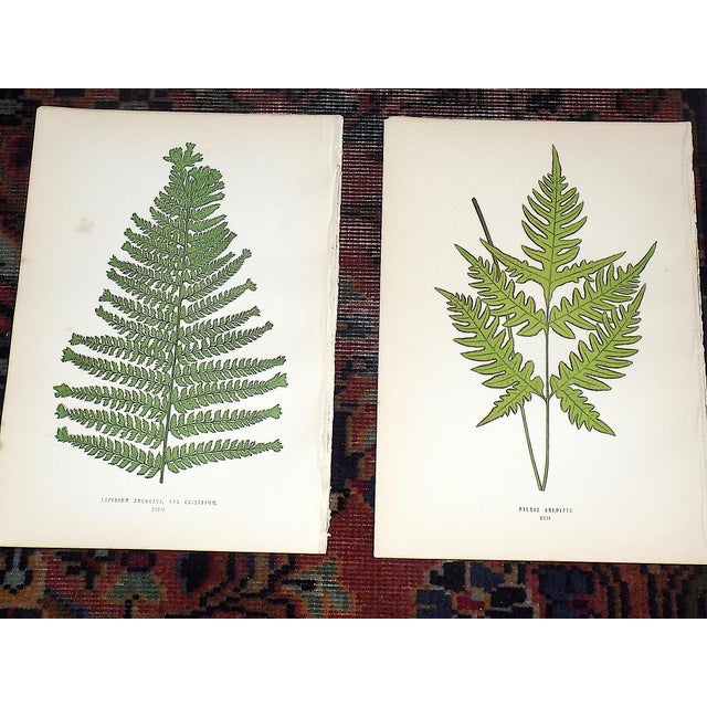 Antique 19th Century Botanical Fern Wood Engravings - Set of 12 For Sale In Cincinnati - Image 6 of 9