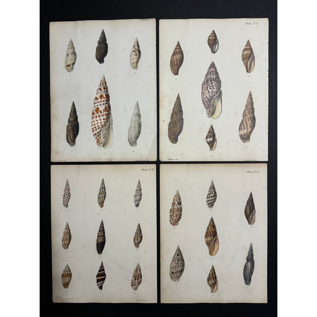 Hand-Colored Antique George Sowerby Engraved Plates Ft. Seashells - Set of 6 For Sale - Image 6 of 11
