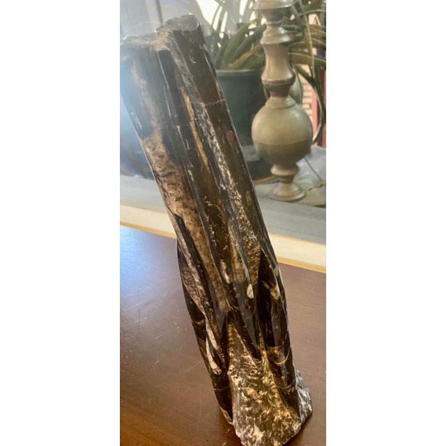 A clustered tower of Orthoceras fossil. Orthoceras ("straight horn") is a slender, elongate shell with the middle of the...