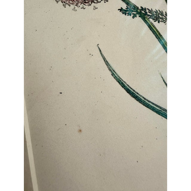 19th Century Jane Louden Hand Colored Botanical Print in Gilt Frame For Sale - Image 4 of 8