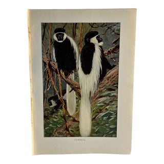 1925 Guereza Monkey Print For Sale