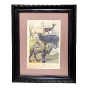 1950s "Ungulates 39" Natural Sciences Lithograph by Georges Cuvier, Framed