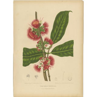 Hoola van Nooten, Wax Apple Blossom Botanical, 1880, Chromolithograph For Sale