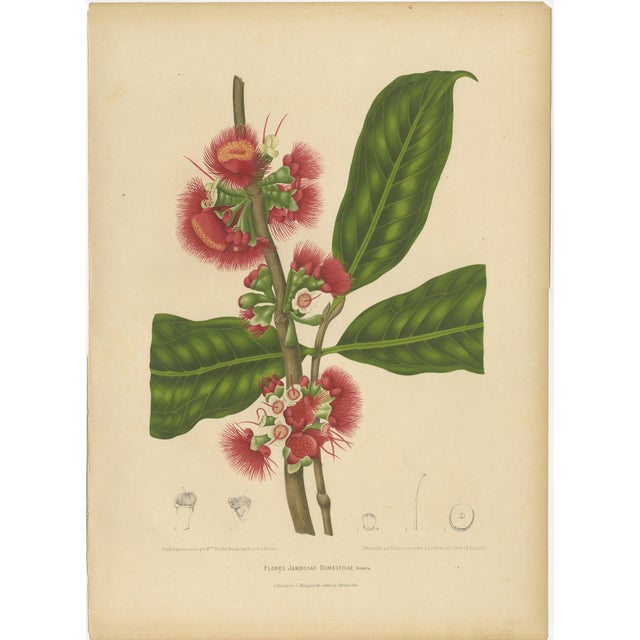 Hoola van Nooten, Wax Apple Blossom Botanical, 1880, Chromolithograph For Sale