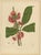 Hoola van Nooten, Wax Apple Blossom Botanical, 1880, Chromolithograph For Sale