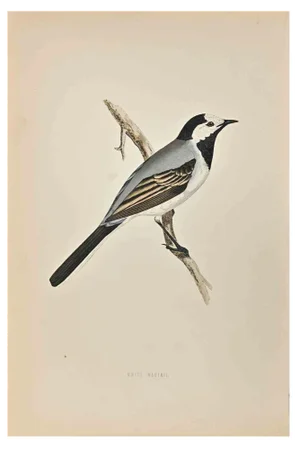 Alexander Francis Lydon, White Wagtail, Woodcut Print, 1870