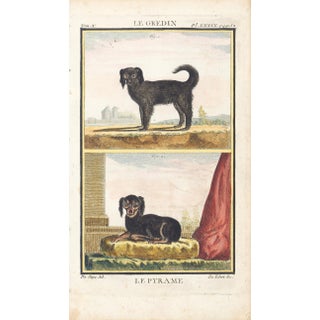 1758 Buffon Dog Engraving "Le Gredin" and "Le Pyrame" (The Gredin) and (The Pyrame) For Sale