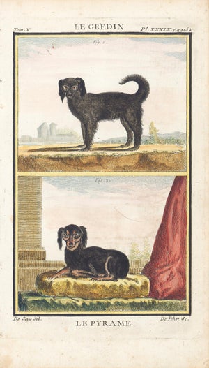 1758 Buffon Dog Engraving "Le Gredin" and "Le Pyrame" (The Gredin) and (The Pyrame)