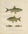 Wilhelm von Wrigh, Freshwater Fish from Scandinavia, 1895, Lithograph on Paper For Sale - Image 10 of 10