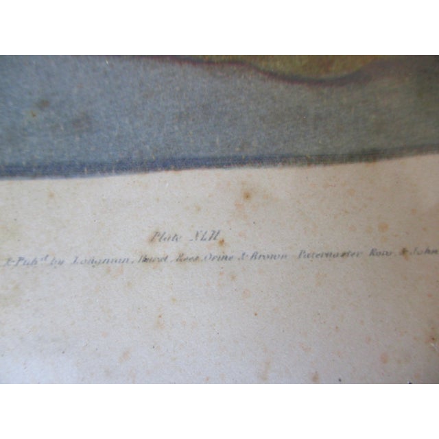 Green Early 19th Century George Brookshaw (1751-1823) Melon Prints Reproduction - Set of 4 Framed For Sale - Image 8 of 17