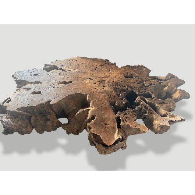 Contemporary Andrianna Shamaris Monumental Rare Teak Wood Root Coffee Table For Sale - Image 3 of 6