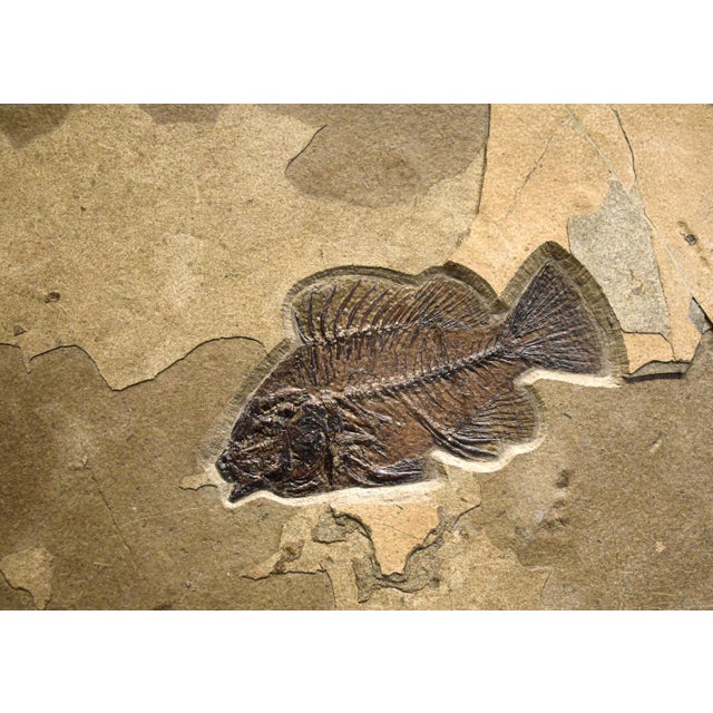 Contemporary Fossil Fish Mural 4062gm For Sale - Image 3 of 5