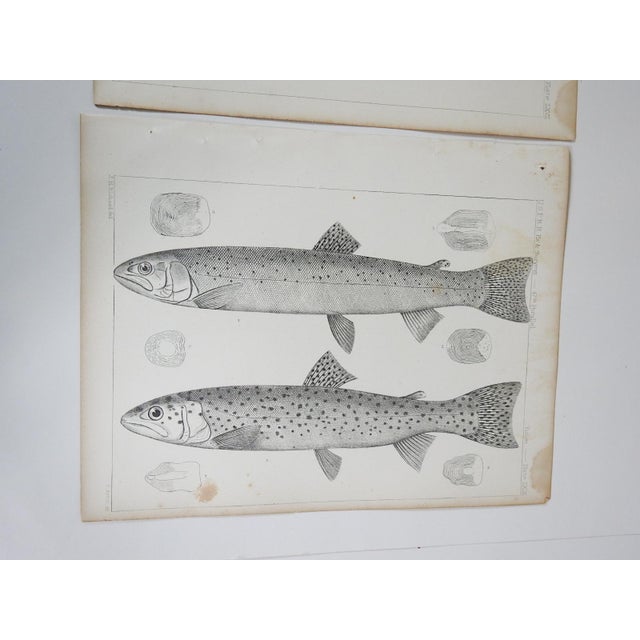 Mid 19th Century Us Pacifc Railroad Fish Lithograph Book Plates - Set of 3 For Sale - Image 4 of 9