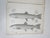 Mid 19th Century Us Pacifc Railroad Fish Lithograph Book Plates - Set of 3 For Sale - Image 4 of 9